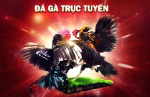 Bí Quyết Thắng Lớn Với Cách Chơi Đá Gà Sabong Tại VN88